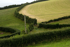 Pattern of hedges