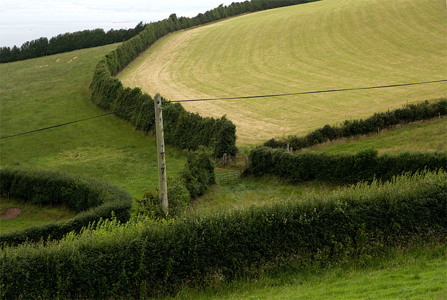 Pattern of hedges