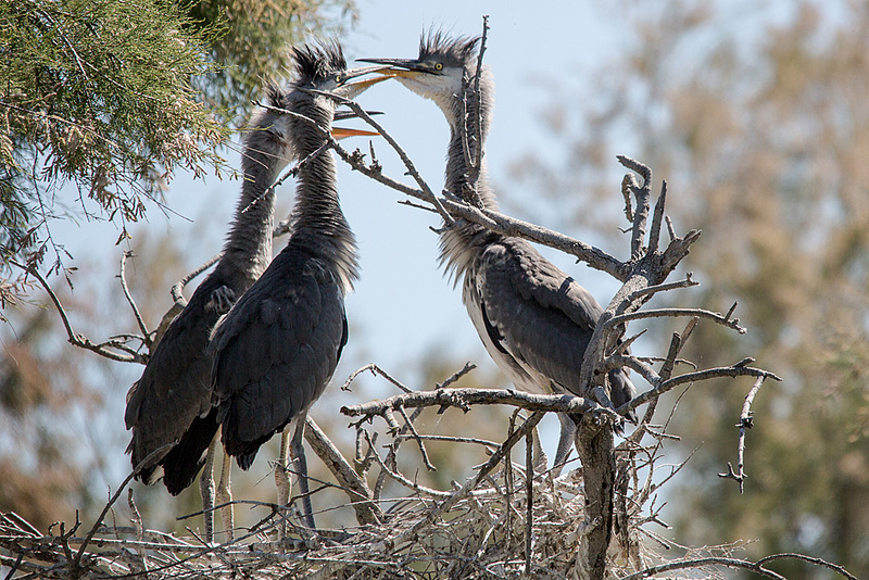 20150518 7859VRTw [R~F] Graureiher (Ardea cinerea), Parc Ornithologique, Camargue