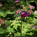 Geranium macrorhizum