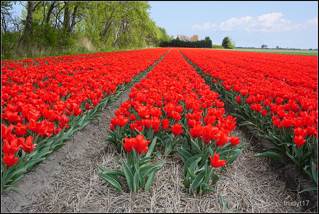 tulpen