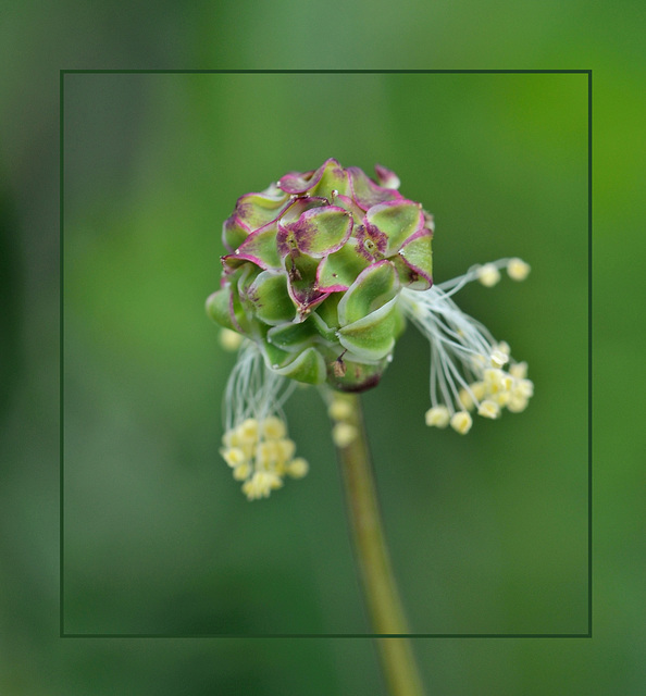 Schönheit am Wegesrand - kleiner Wiesenknopf