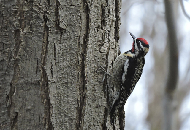 Yellow-bellied Sapsucker