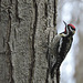 Yellow-bellied Sapsucker