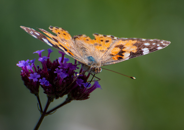 Painted lady butterfly