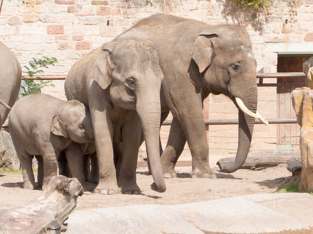 Elephant family