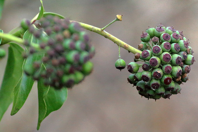 EOS 60D Unknown 15 17 2303464 Plant dpp