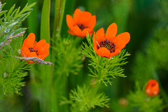 Kleines Teufelsauge ...  Summer pheasant's-eye ...