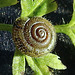 20210929 3000CPw [D~LIP] Wiesenkerbel, Gemeine Haarschnecke (Trochulus hispidus), Bad Salzuflen