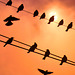 Doves, wires and the Sun