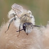 Hosenbiene - Männchen