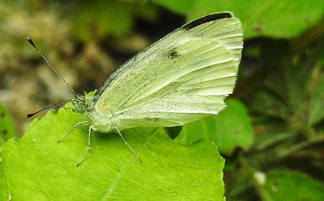 20230716 2130CPw [D~LIP] Kleiner Kohlweißling (Pieris rapae), Bad Salzuflen