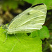 20230716 2130CPw [D~LIP] Kleiner Kohlweißling (Pieris rapae), Bad Salzuflen