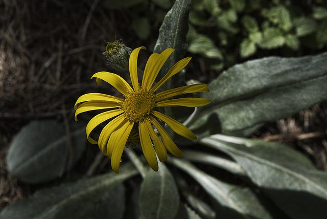 Cœur jaune.