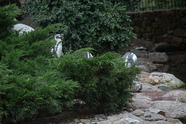 20140926 5504VRAw [D~SFA] Pinguin, Vogelpark, Walsrode