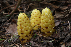 Vancouver Ground-cones