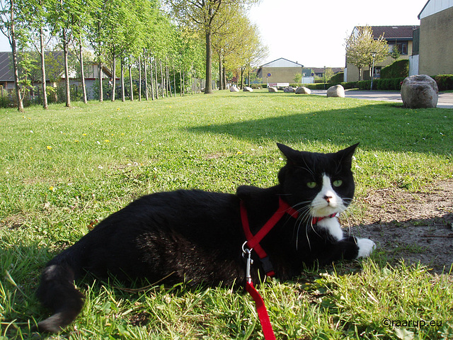 Snow White resting on the lawn