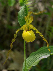 Cypripedium parviflorum var. pubescens (Large Yellow Lady's-slipper orchid)