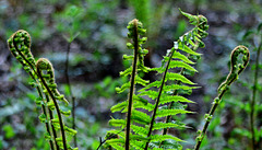 Ferns