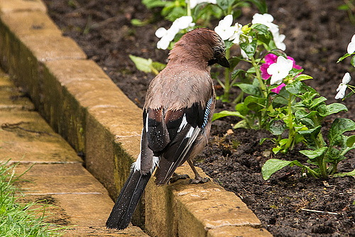 20160613 1890VRAw [D~LIP] Eichelhäher (Garrulus glandarius), Bad Salzuflen