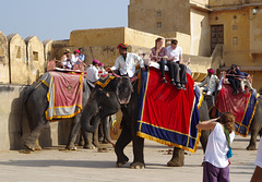 Elephant rides