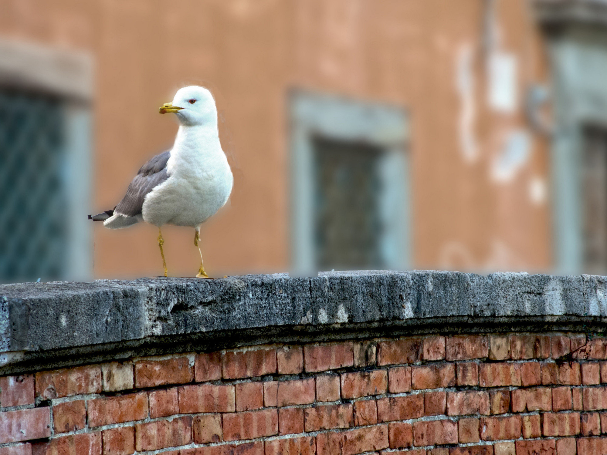 La sentinella