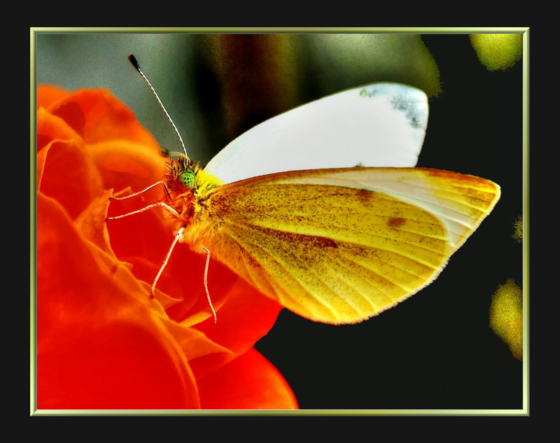 Kohlweißling. (Pieris brassicae) ©UdoSm