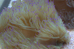 IMG_4555Seaanemone