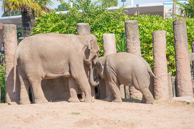 Elephant feeding a baby elephant.