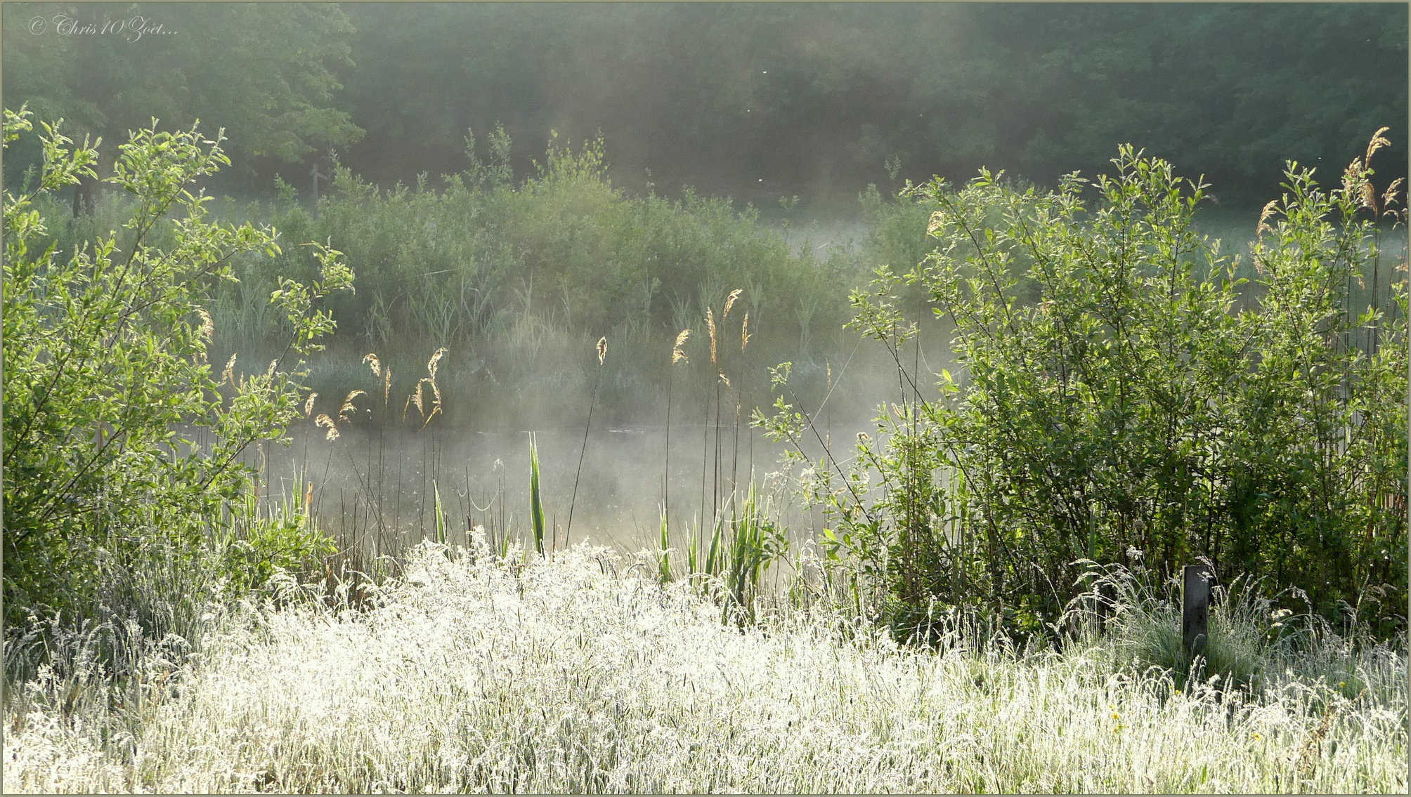 Dragonfly and Damselfly Pond...