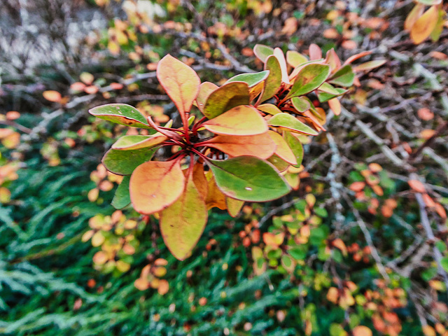 Autumn Berberis colour