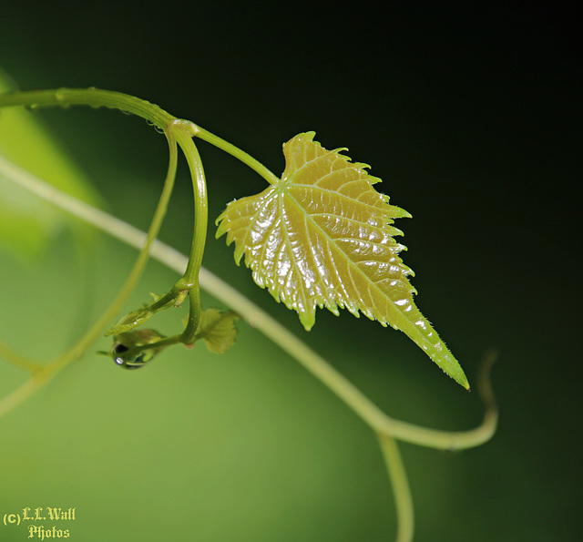 Springtime Grapevine