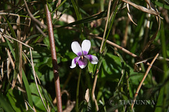 Ivy-leaf violet