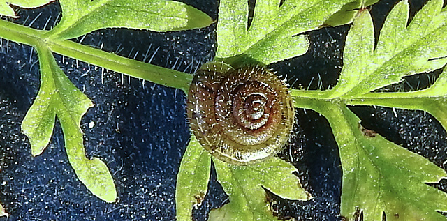 20210929 3001CPw [D~LIP] Wiesenkerbel, Gemeine Haarschnecke (Trochulus hispidus), Bad Salzuflen