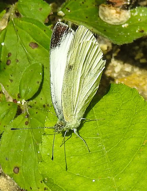 20230716 2134CPw [D~LIP] Kleiner Kohlweißling (Pieris rapae), Bad Salzuflen