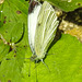 20230716 2134CPw [D~LIP] Kleiner Kohlweißling (Pieris rapae), Bad Salzuflen