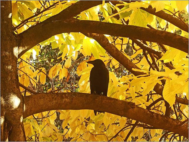 Dame corneille sur un arbre doré...