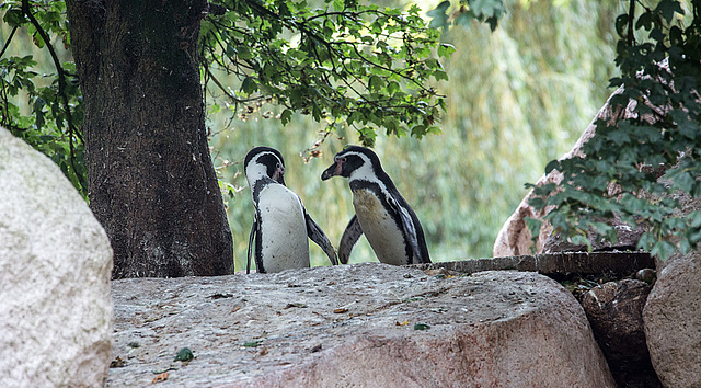 20140926 5505VRAw [D~SFA] Pinguin, Vogelpark, Walsrode