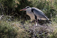 20150518 7863VRTw [R~F] Graureiher (Ardea cinerea), Parc Ornithologique, Camargue