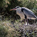 20150518 7863VRTw [R~F] Graureiher (Ardea cinerea), Parc Ornithologique, Camargue