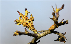 Lichen sur prunellier