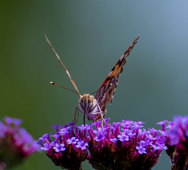 Painted lady butterfly