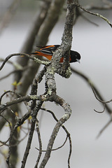 Baltimore Oriole