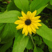 20210929 3002CPw [D~LIP] Blume, Bad Salzuflen