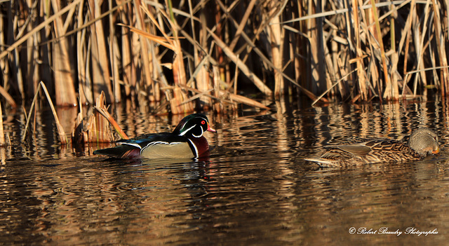 Canard branchu (mâle) et femelle colvert.