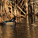 Canard branchu (mâle) et femelle colvert.