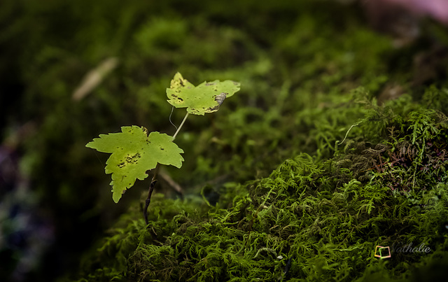 focus stacking-4