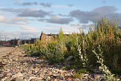 Marine Gardens