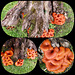 Mushrooms in my garden (too many this year) - (2)