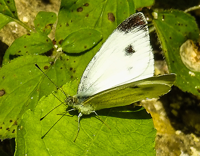 20230716 2138CPw [D~LIP] Kohlweißling, Bad Salzuflen